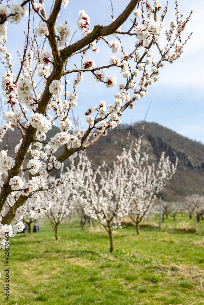Beautiful apricot trees in full bloom in Wachau, Austria. Beautiful apricot trees in full bloom in Wachau, Austria.