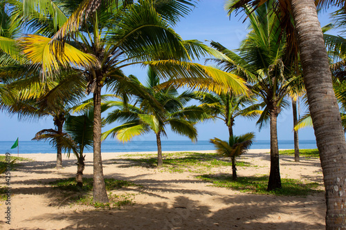 Indien - Kerala  Kokospalmen am Marari Beach