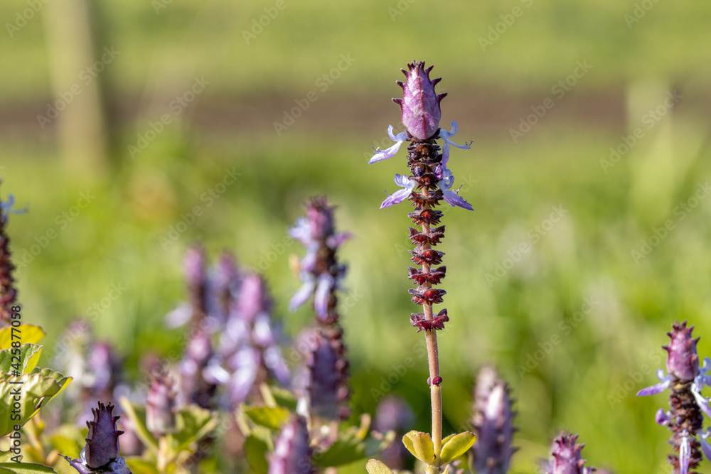 Obraz premium Purple flowers close up, with green background, in spring.