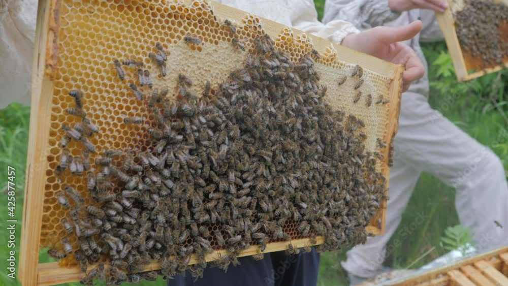 Bees on the apiary in the evidence Bees on the apiary in the evidence