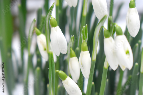 Close up of white snowdrop flower buds with green leaves blurred background in winter season in England.