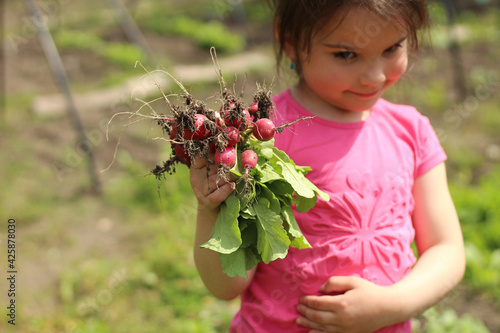 Cute child looks at a bunch of radishes in her hands on a blurred natural background