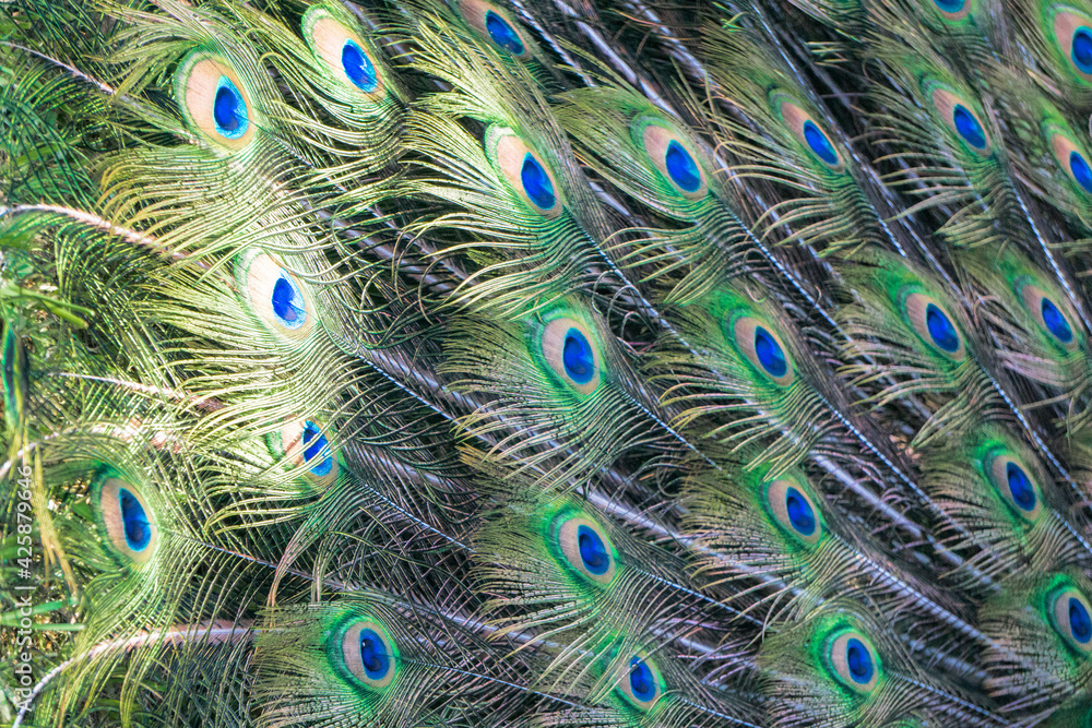 Obraz premium Plumaje pavo real, textura.