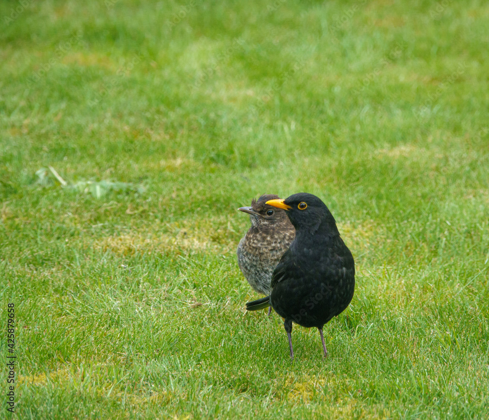 members young and old from a blackbird family (turdus merula) taking food in the garden members young and old from a blackbird family (turdus merula) taking food in the garden