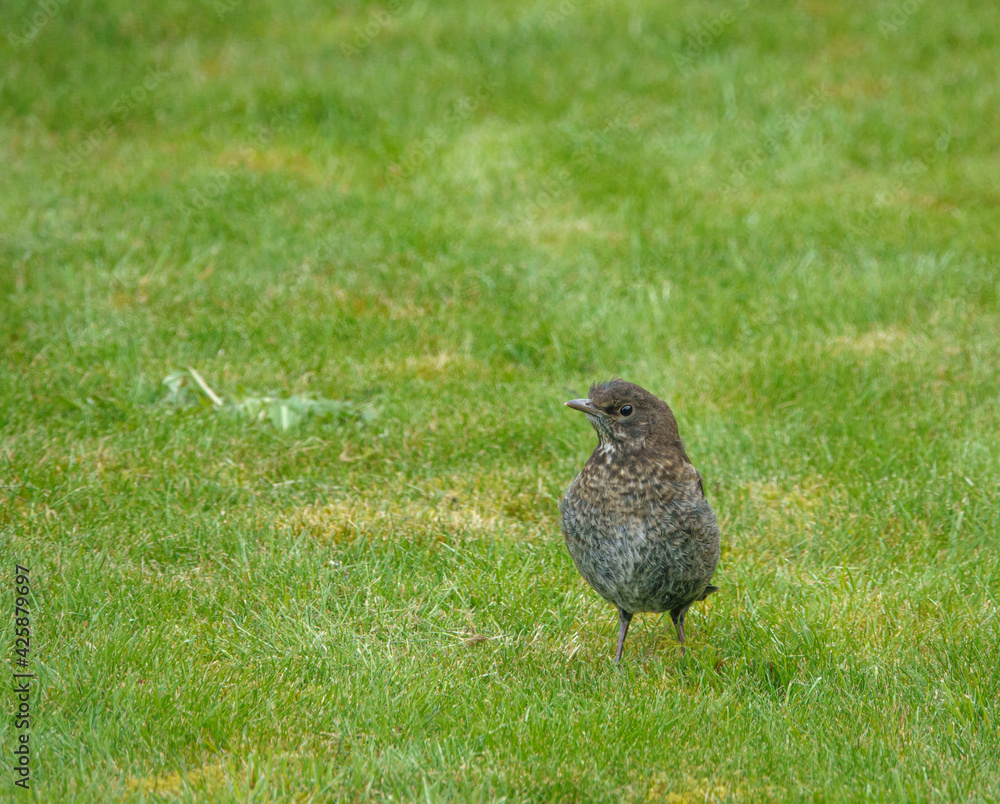 members young and old from a blackbird family (turdus merula) taking food in the garden members young and old from a blackbird family (turdus merula) taking food in the garden
