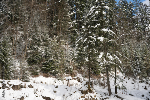 Coniferous forest, fir trees, mountain stream in winter in the snow.