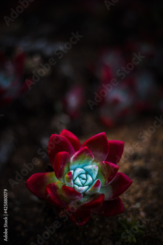 A lonely wild succulent