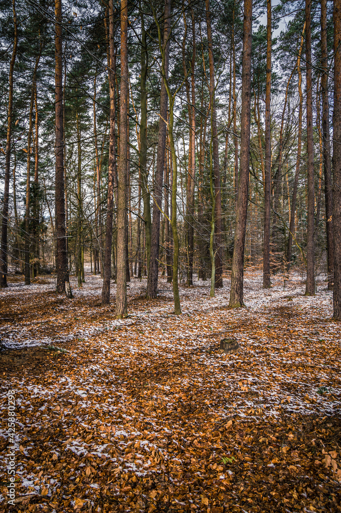 śnieg wiosną w lesie śnieg wiosną w lesie