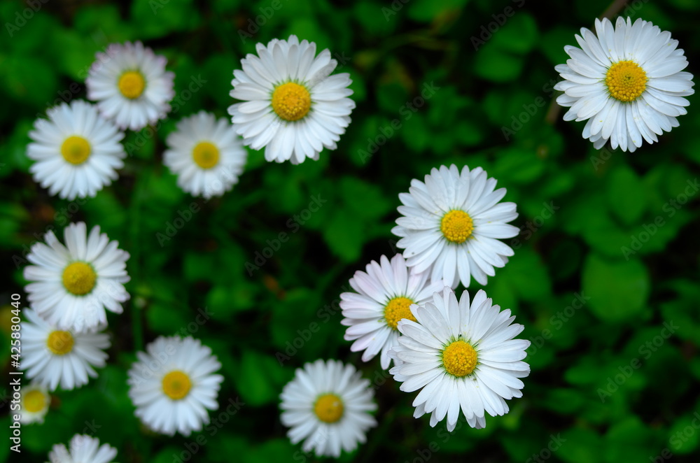 Daisy Daisy
