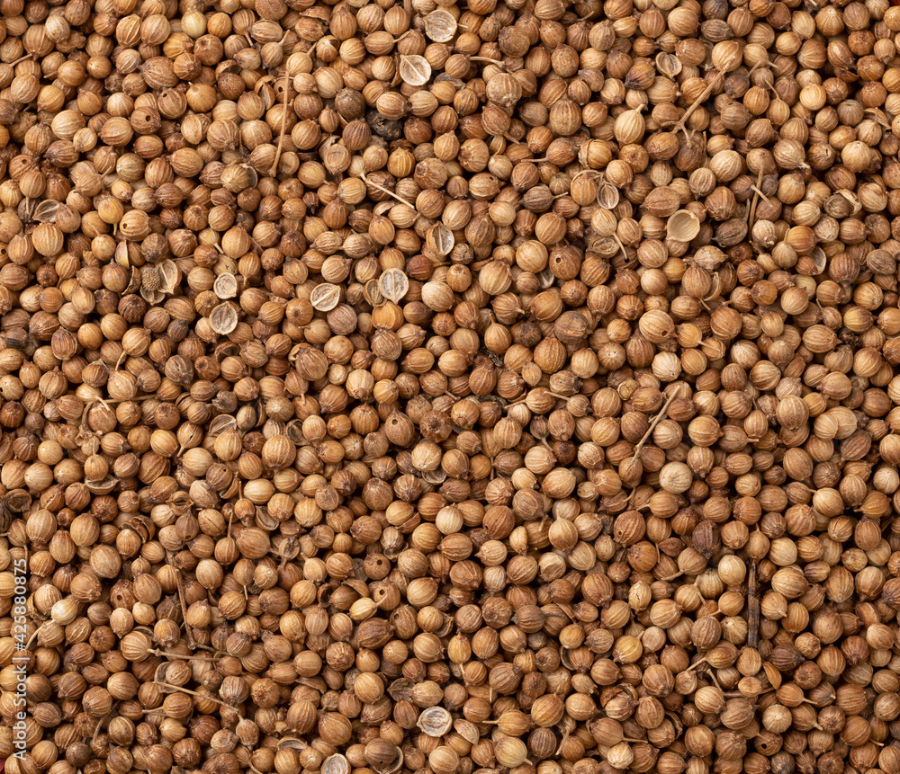 Top view, closeup of coriander seeds. Food backdrop