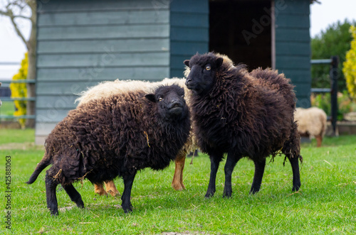 two brown ouessant sheep looking funny amazed