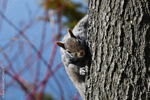 Eastern Gray Squirrel peeking around a tree © Carol Hamilton