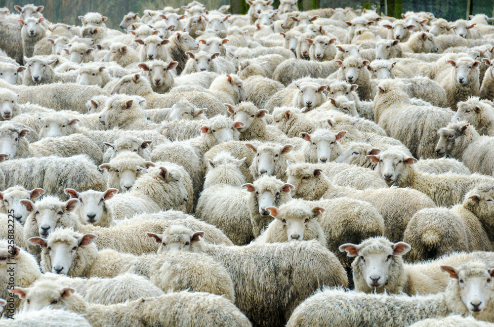 Naklejka premium Herd of Sheep in the rain, New Zealand. The wooly wet sheep are in a sheepfold looking towards the viewer.