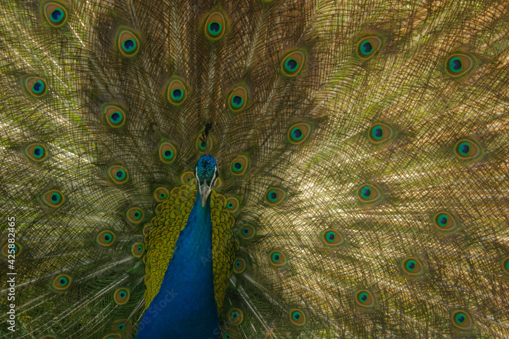 Obraz premium a peacock with its tail feathers open