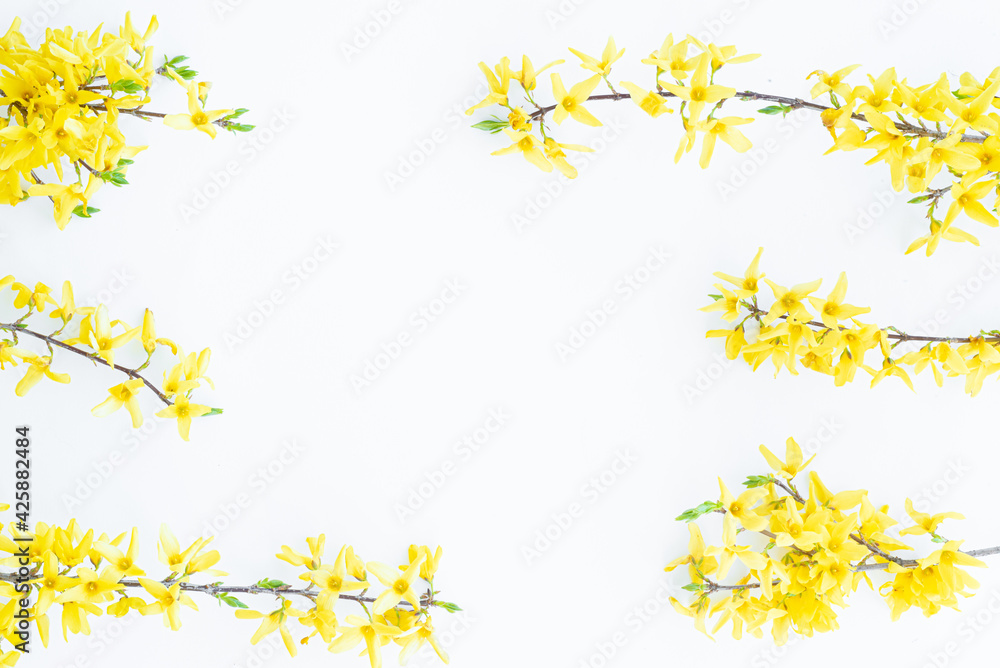 Floral composition. Pattern made of yellow forsythia flowers on a white background. Concept of spring, easter, summer. Flat lay, top view, copy space