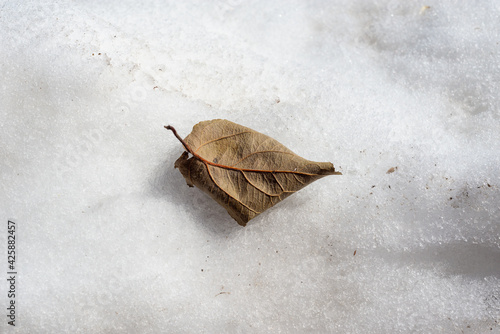 Lonely dry leaf on old snow.