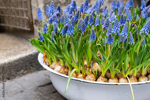 Blue muscari flowers (Grape hyacinth) in spring season in a flower pot photo