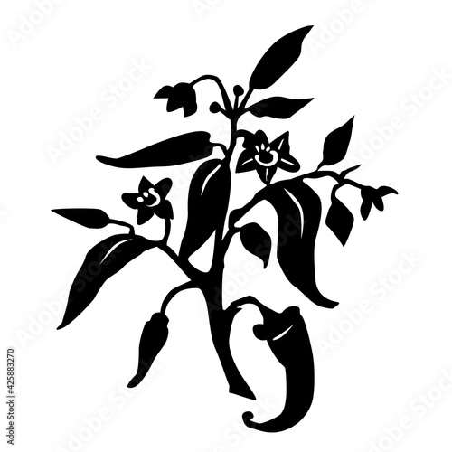 Hand drawn botanical illustration with silhouette fresh cayenne pepper plant and flowers isolated on white background. Vector flat illustration. Design for menu, card, print