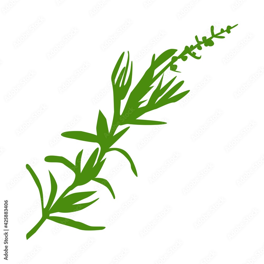 Fresh green tarragon branch isolated on white background.  Vector flat botanical illustration. Culinary herbs and spices. Design for menu, card, print