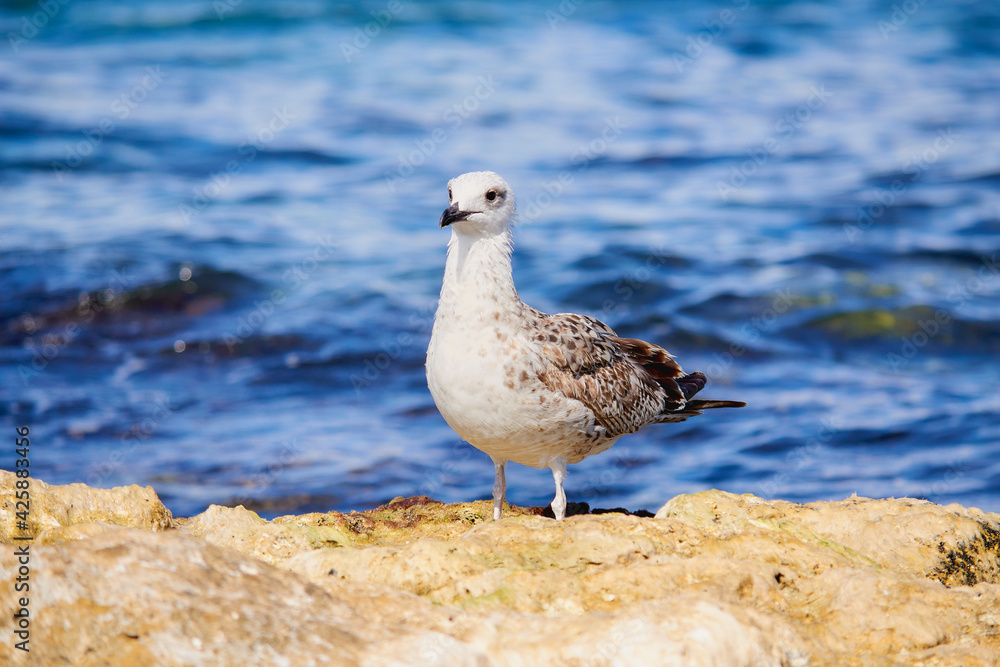 seagull on the rocks seagull on the rocks