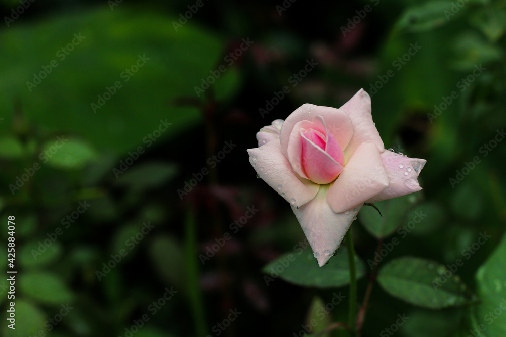 Pink Rose flower with raindrops on background rose leaves. Roses flowers growing outdoors. Copy space. Pink Rose flower with raindrops on background rose leaves. Roses flowers growing outdoors. Copy space.