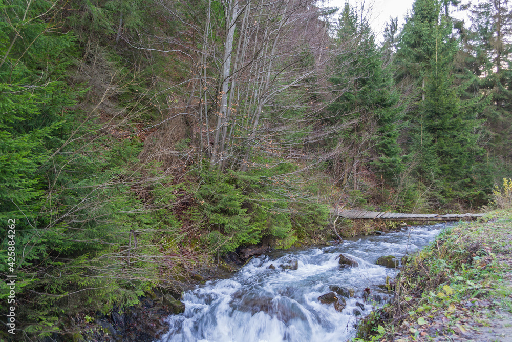river in the forest river in the forest