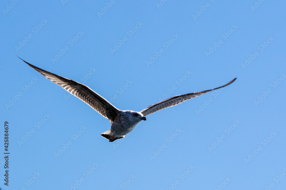 Obraz premium seagull in flight