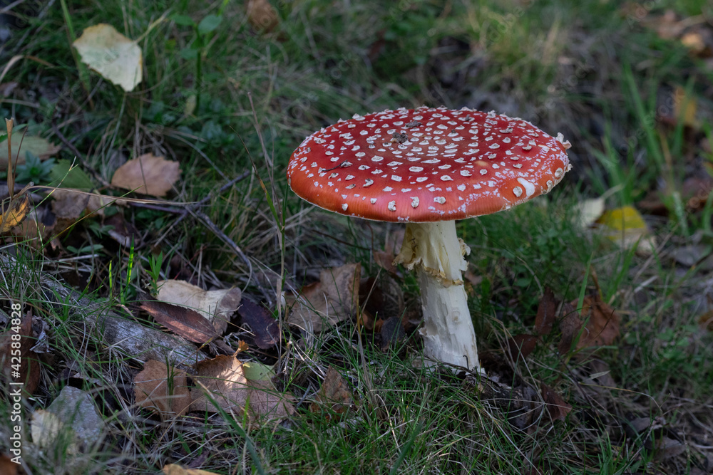 Amanita muscaria, commonly known as the fly agaric or fly amanita Amanita muscaria, commonly known as the fly agaric or fly amanita