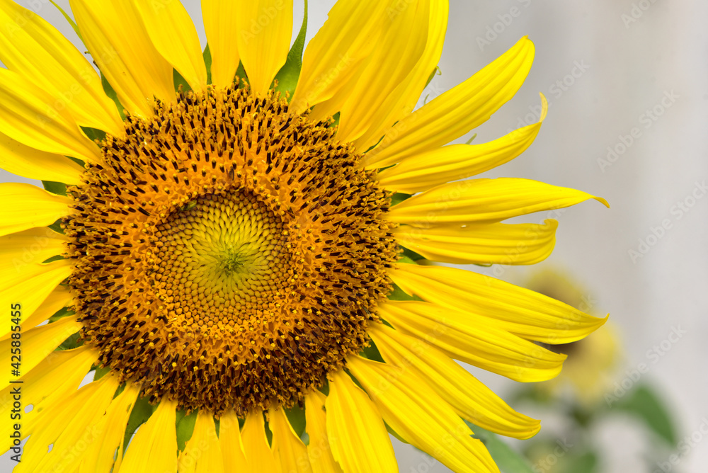 Beautiful yellow sunflower in garden with wall in the background. Beautiful yellow sunflower in garden with wall in the background.