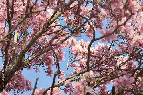 Magnolia tree, bottom view , pink flowers on the brunch. Blooming, flowering tree brunches, , blue sky background.  © MindestensM