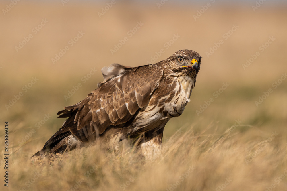 Obraz premium common buzzard standing alone