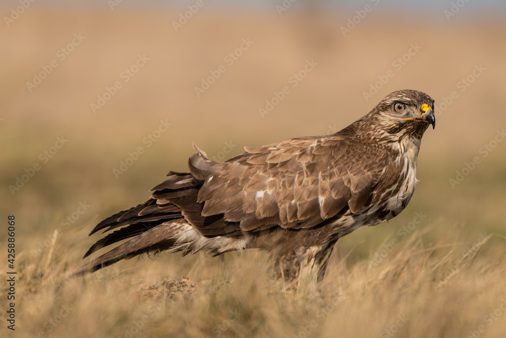 Fototapeta premium common buzzard standing alone