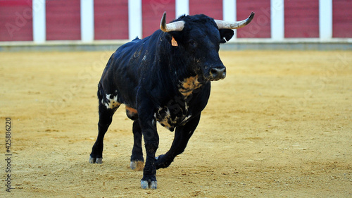 spanish bull in the traditional festival of bullfight