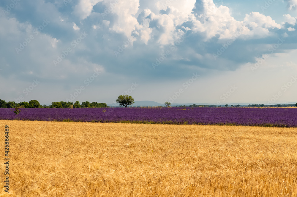 Lavender field and wheat field in Provence