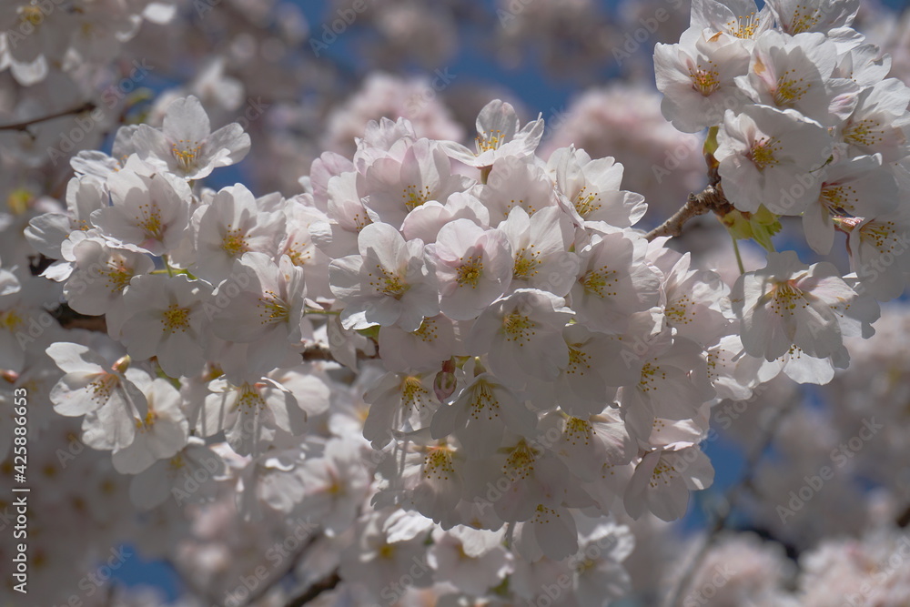 Delicate and beautiful cherry blossom against blue sky background. Sakura blossom. Japanese cherry blossom. Delicate and beautiful cherry blossom against blue sky background. Sakura blossom. Japanese cherry blossom.