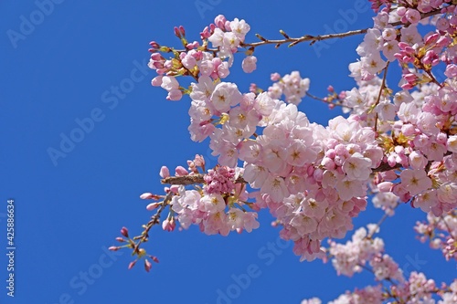 Delicate and beautiful cherry blossom against blue sky background. Sakura blossom. Japanese cherry blossom.