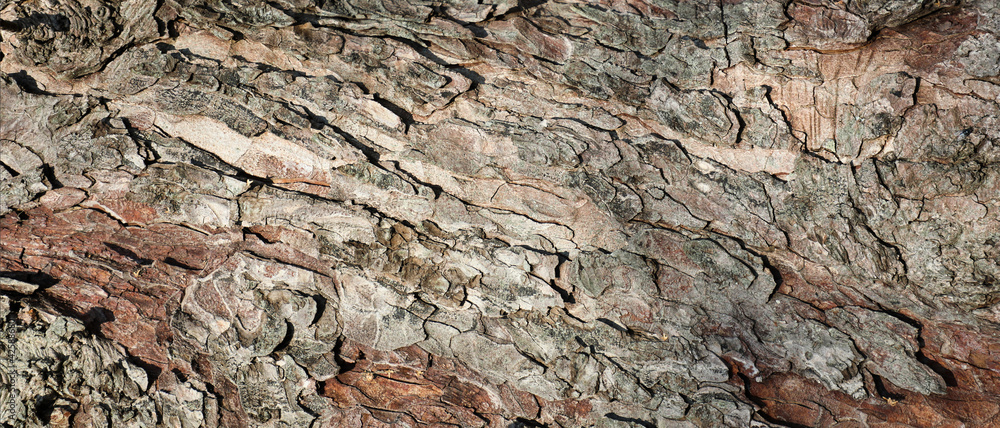 Texture of old weathered tree bark - obrazy, fototapety, plakaty 