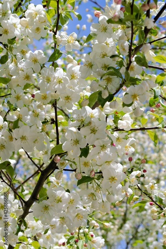spring blossom