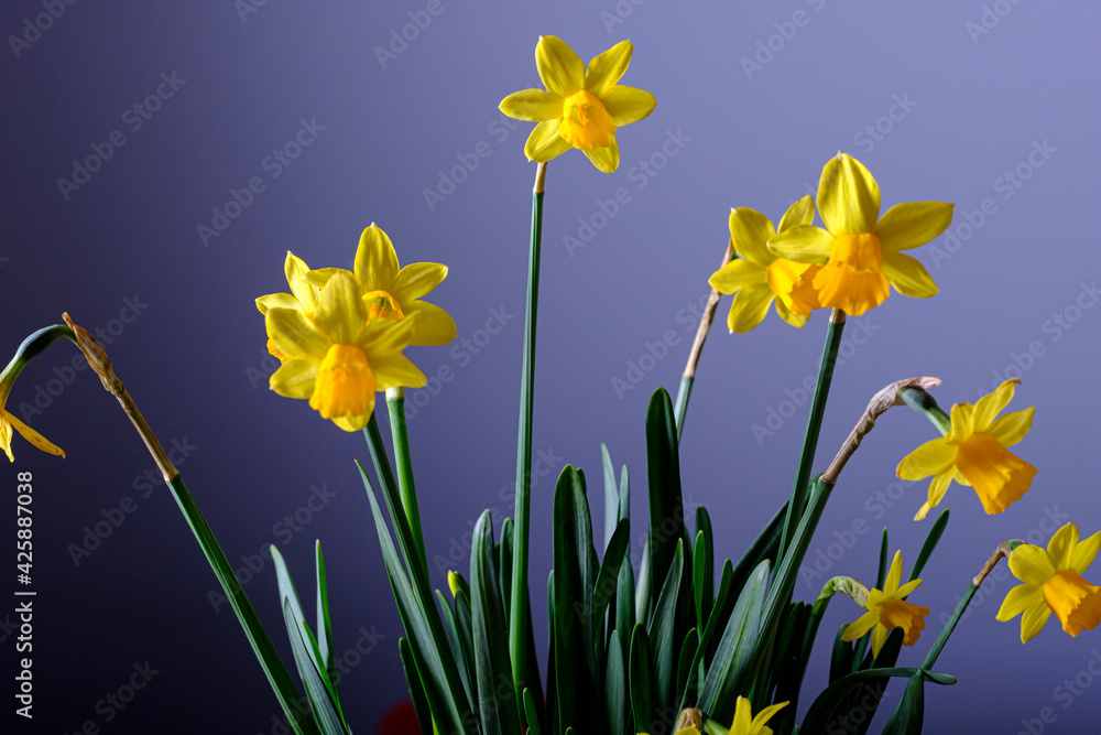 Fototapeta premium Yellow narcissus flower bouquet on a blue background