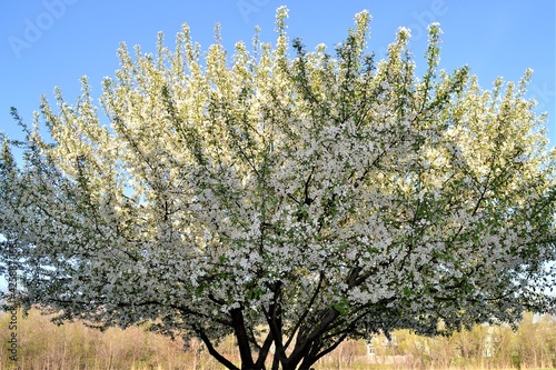 tree in blossom