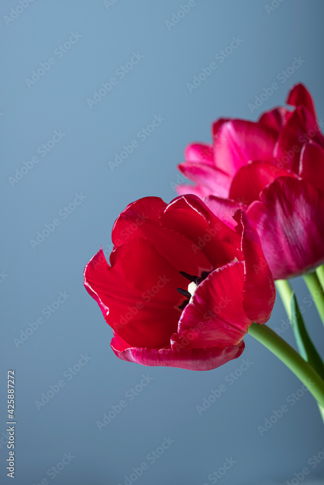 Red tulip flower in bloom close up still on a blue background Red tulip flower in bloom close up still on a blue background