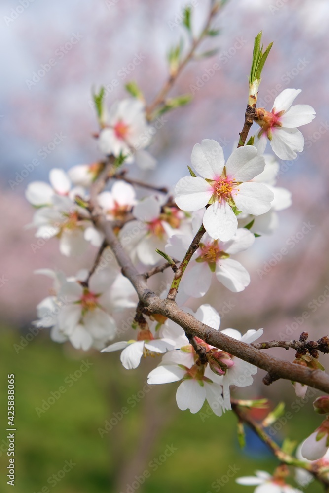Spring Flowers Spring Flowers
