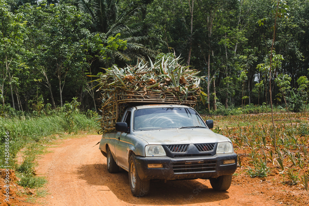 A pickup truck carries pineapples from the farm for processing.