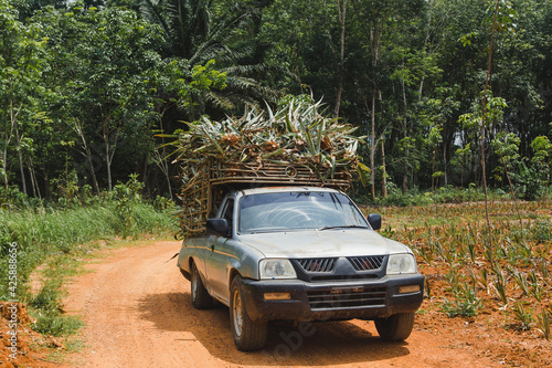 A pickup truck carries pineapples from the farm for processing.