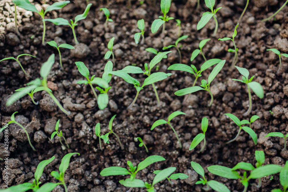 Growing tomato seedlings in pots at home. Spring gardening. Agriculture and eco farming. Growing tomato seedlings in pots at home. Spring gardening. Agriculture and eco farming.