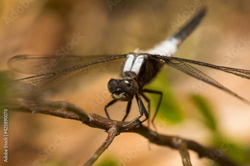 Chalk-fronted corporal dragonfly on a branch in New Hampshire.