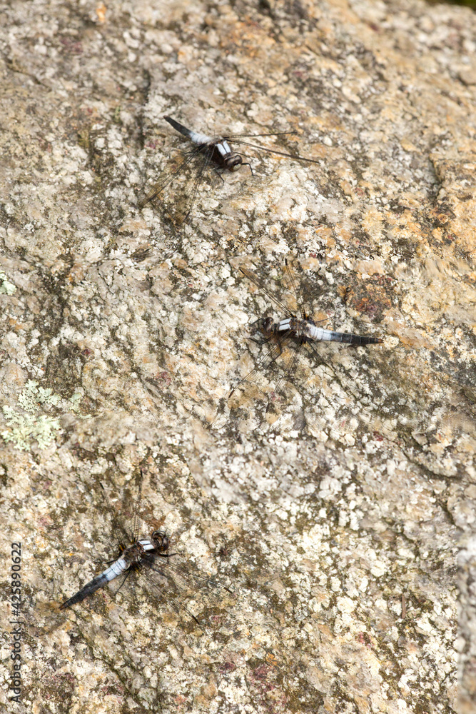 Chalk-fronted corporal dragonflies on a rock in New Hampshire. Chalk-fronted corporal dragonflies on a rock in New Hampshire.
