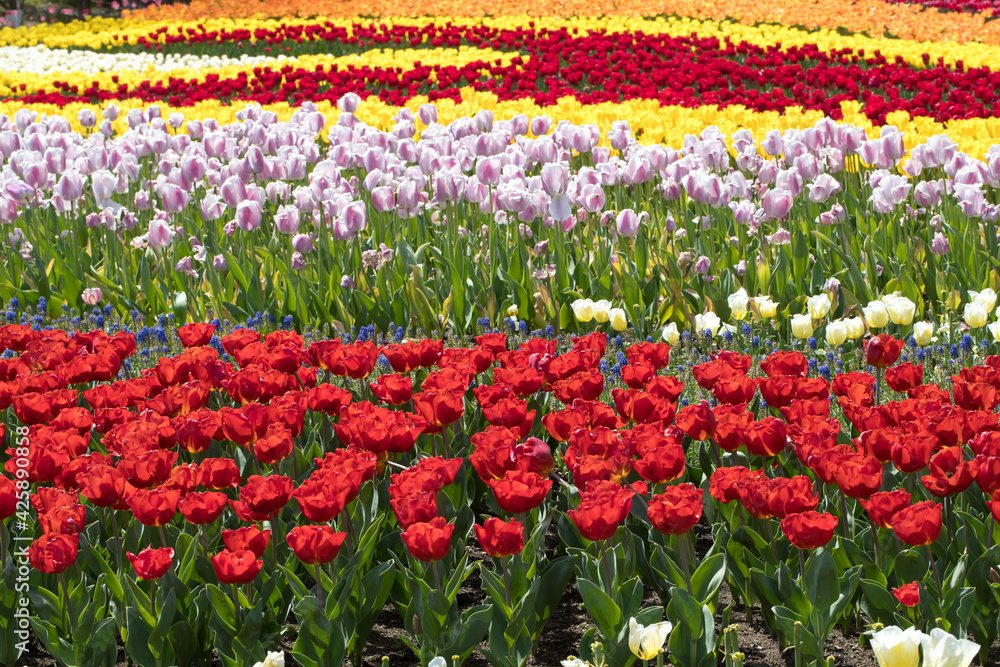 チューリップの花畑 チューリップの花畑