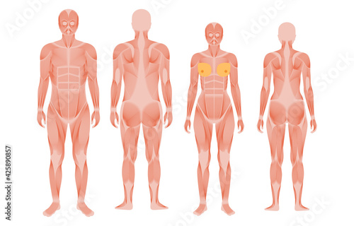 Human muscular system