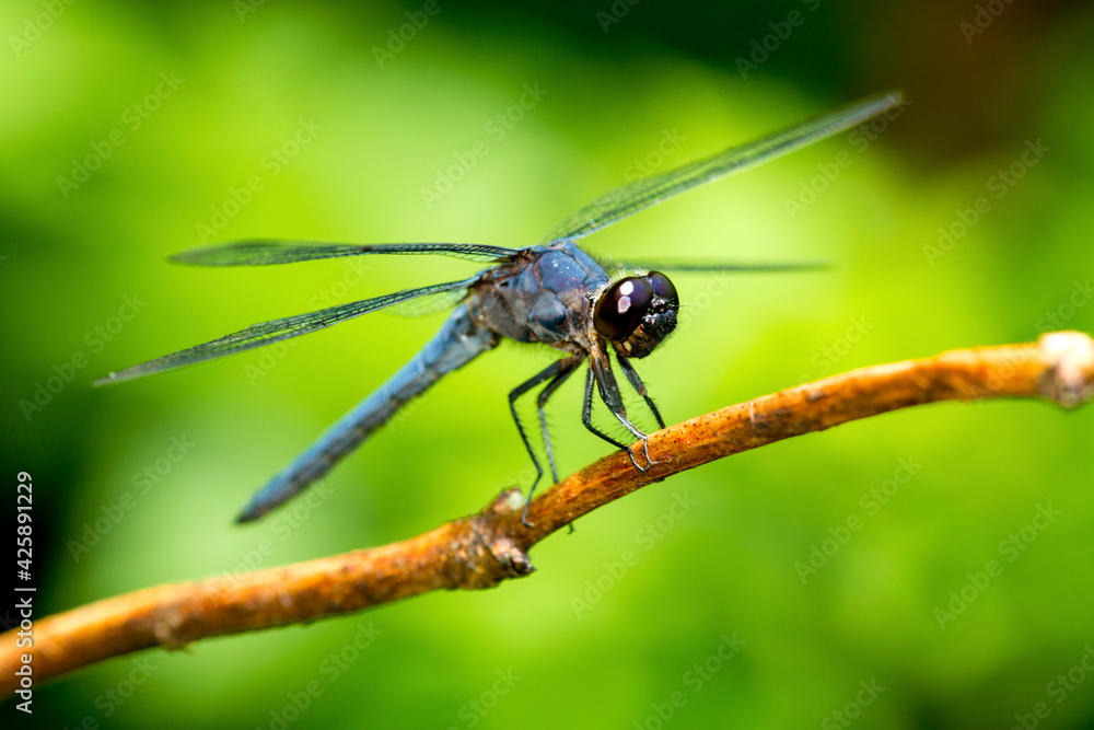Slate skimmer dragonfly on a branch in New Hampshire. Slate skimmer dragonfly on a branch in New Hampshire.